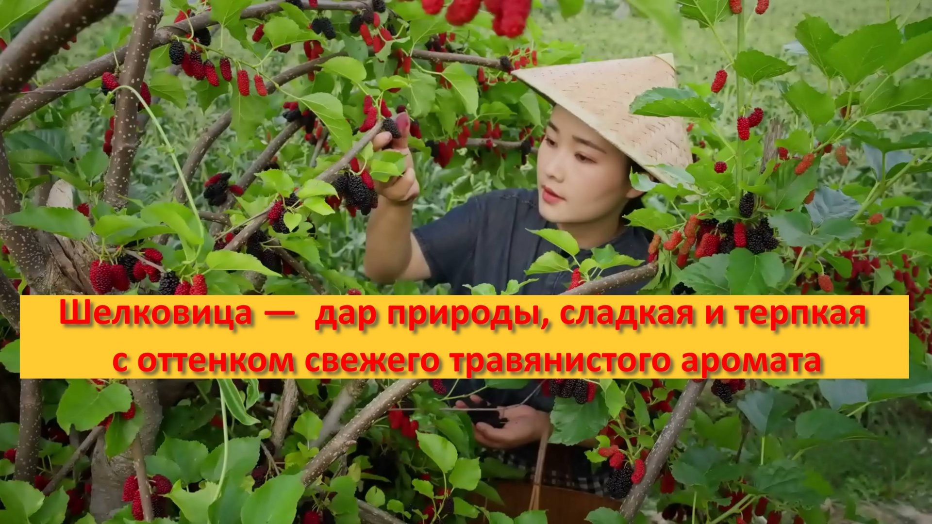 Шелковица — дар природы, сладкая и терпкая с оттенком свежего травянистого аромата смотреть онлайн