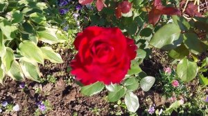 Жара пришла! 10 июля 2025 г.