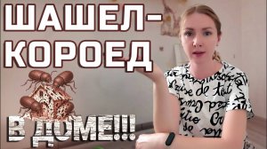 Шашель-короед в доме!?!  Кто грызет перегородки???