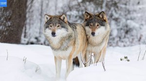 Волчья верность: Как Волк выбирает Волчицу!