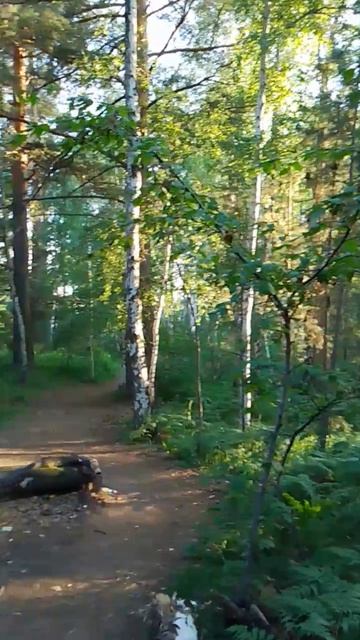 Ведьмин лес смотреть онлайн