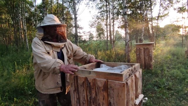 Как идёт развитие пчелиных семей на ДИКОЙ ПАСЕКЕ