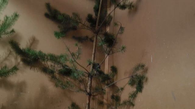 Павлинья тревожная кнопка