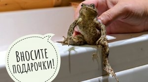 Распаковка полных карманов жаб и посылки из Минска от Ирины Безруковой. Сосчитали всех жаб!