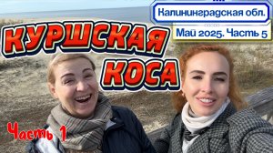 КУРШСКАЯ КОСА 🤩// Как добраться самим❓Какие локации стоит посетить❓