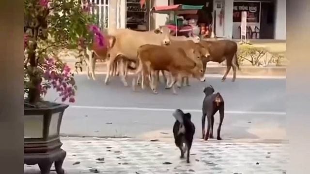 Какие-то странные коровы у китайцев смотреть онлайн