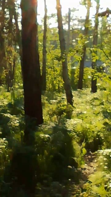 Лес на закате смотреть онлайн