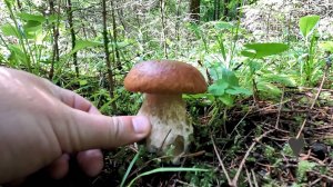 💥Сбор Грибов 10 июля 2025 в Подмосковье.👉Опята сгорели от Жары🌲🍄🌳