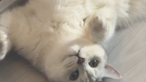 Самый шикарный тунеядец)