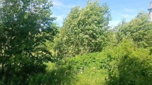 Зверобой. Масло из зверобоя .Ответы на вопросы