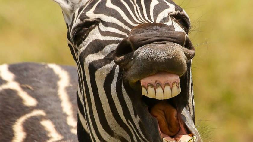 ррр смотреть онлайн