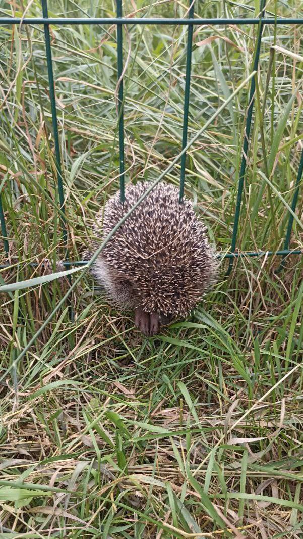 🦔#ДежурнаяСмена 29 июня 2025 г. Помощь животным смотреть онлайн
