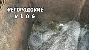 Печка: новые закидоны. Лечу самца: абсцесс. Ужин НУТРИЙ. 03.07.25