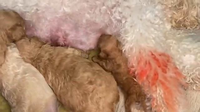 Пудель Терри и ее замечательные щенки.