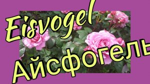 Роза Айсфогель