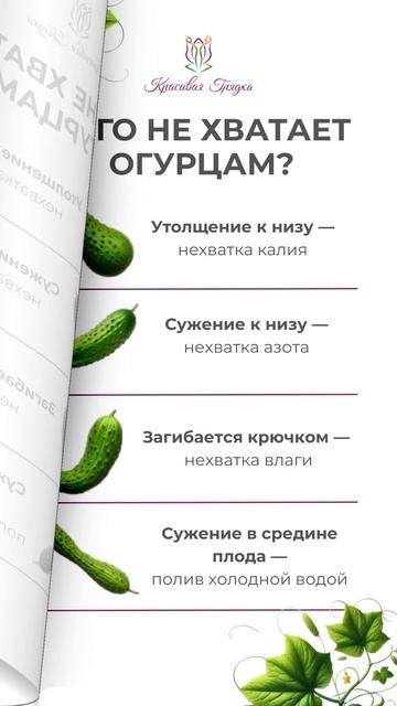 Как определить чего не хватает огурцам по их форме? смотреть онлайн