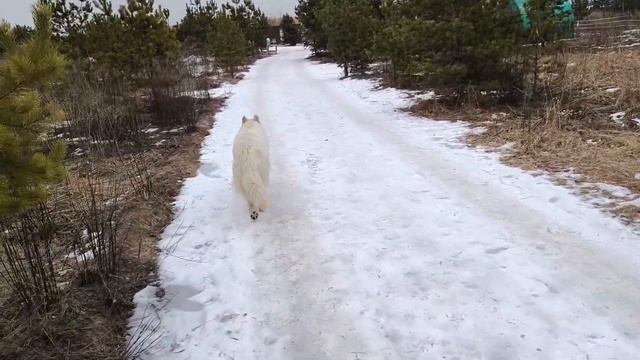Сугробов нет, но ведьму все равно сожгли
