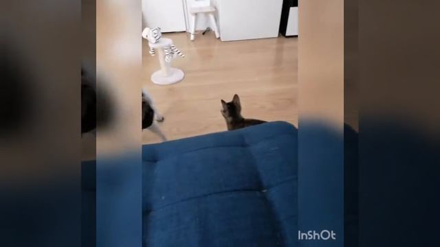 Мопс и кошка играют вместе