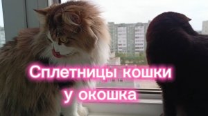 Кошки с озвучкой.