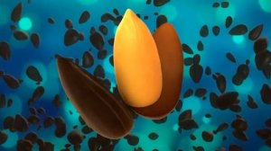 Жареные семечки "Белочка"