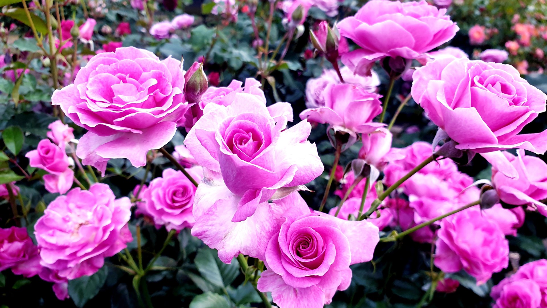 Цветение розы Лаванда Парфюм. смотреть онлайн