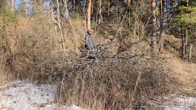 Дикие волонтеры в естественной среде обитания