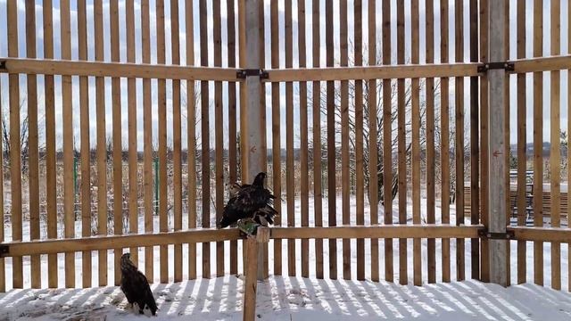 Коростель, потерявшийся в соломе