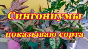 Сингониумы.Показываю и рассказываю про сорта.