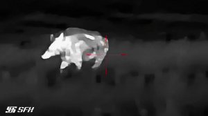 Охота на кабана с тепловизором SFH VARG L25