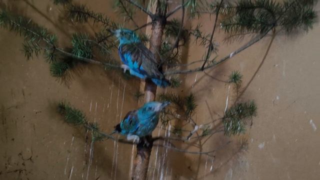 Не врановые 