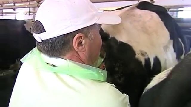 осеменение коров