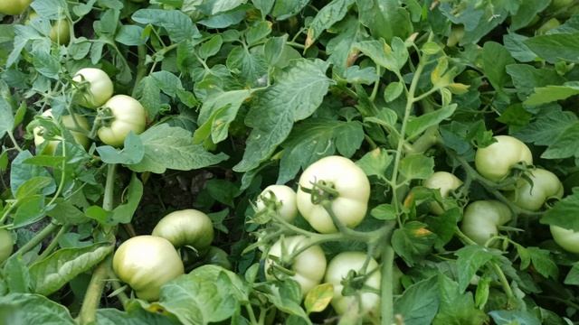 Этот сорт мне понравился. Мои томаты. смотреть онлайн