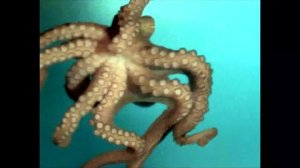 Подводный мир - Развивающий мультик про обитателей океана для детей 1-3 лет