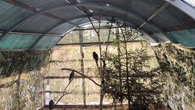 Весна близко - вороны возвращаются