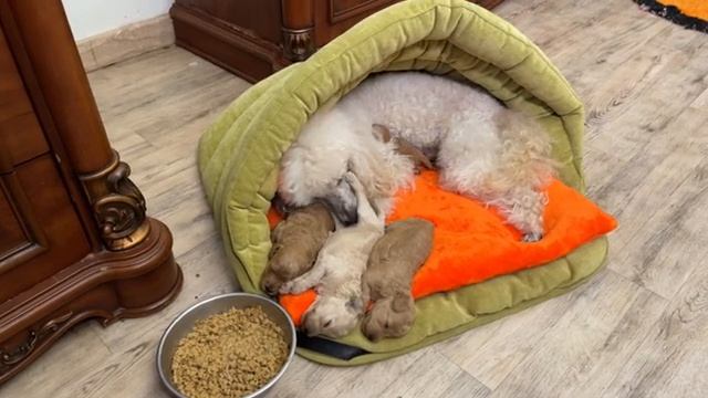 Наслаждайтесь щенками Терри