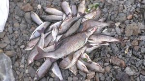 КАЖДЫЙ ЗАБРОС ХАРИУС!!! И Подбор Обманки на Хариуса  Рыбалка 2025 Муха Мушки Хариуса Тайга Охота Лес