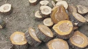 Спилили грушу, спилы пустила на декор клумбы.