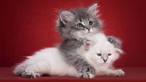 Cattery Aus Blumeland