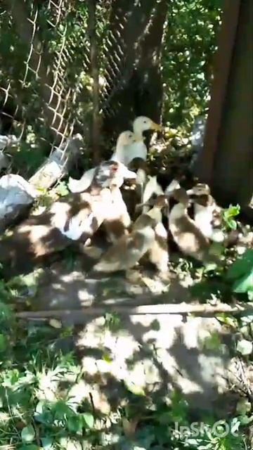 СЕЛЬСКАЯ ЖИЗНЬ/ЖИЗНЬ В СЕЛЕ смотреть онлайн