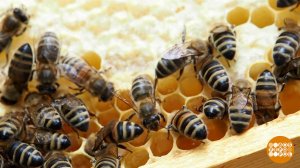 Пчелка, дай молочка! А еще перги и прополиса... Доброе утро. Фрагмент выпуска от 10.07.2025