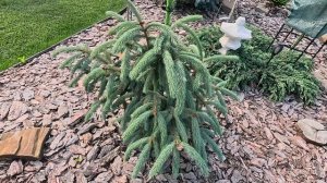 Обзор сада редких хвойных! Новинка! ВОТ ЭТО НОВОСТЬ!🔥🔥🔥07.07.2025г #сад #garden #хобби #обзор