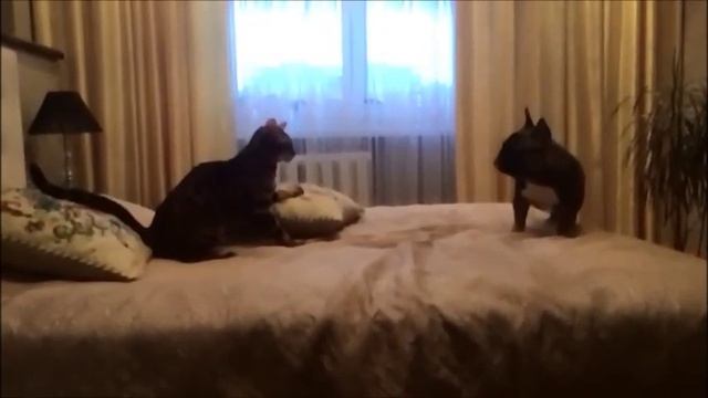 ФРАНЦУЗСКИЙ БУЛЬДОГ И БЕНГАЛЬСКИЙ КОТ. French Bulldog Vs Bengal Cat