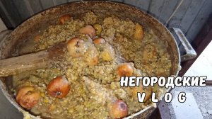 Жара и суховей у нас на КУБАНИ. Утро НУТРИКОВ. 08.07.25