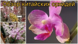 Обзор ОРХИДЕЙ в продуктовых магазинах 😍❤️🥰 Моя НОВИНКА ☺️ #орхидеи