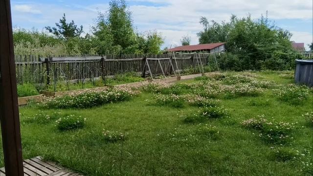 птичка смотреть онлайн