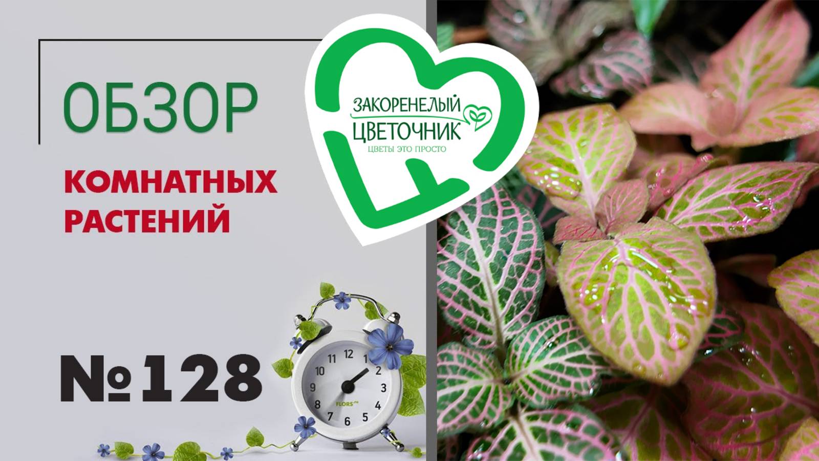 Обзор растений: клузии, гвоздики, гибискусы, кроссандры, калатеи, драцены, папоротники и пальмы #128