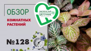 Обзор растений: клузии, гвоздики, гибискусы, кроссандры, калатеи, драцены, папоротники и пальмы #128