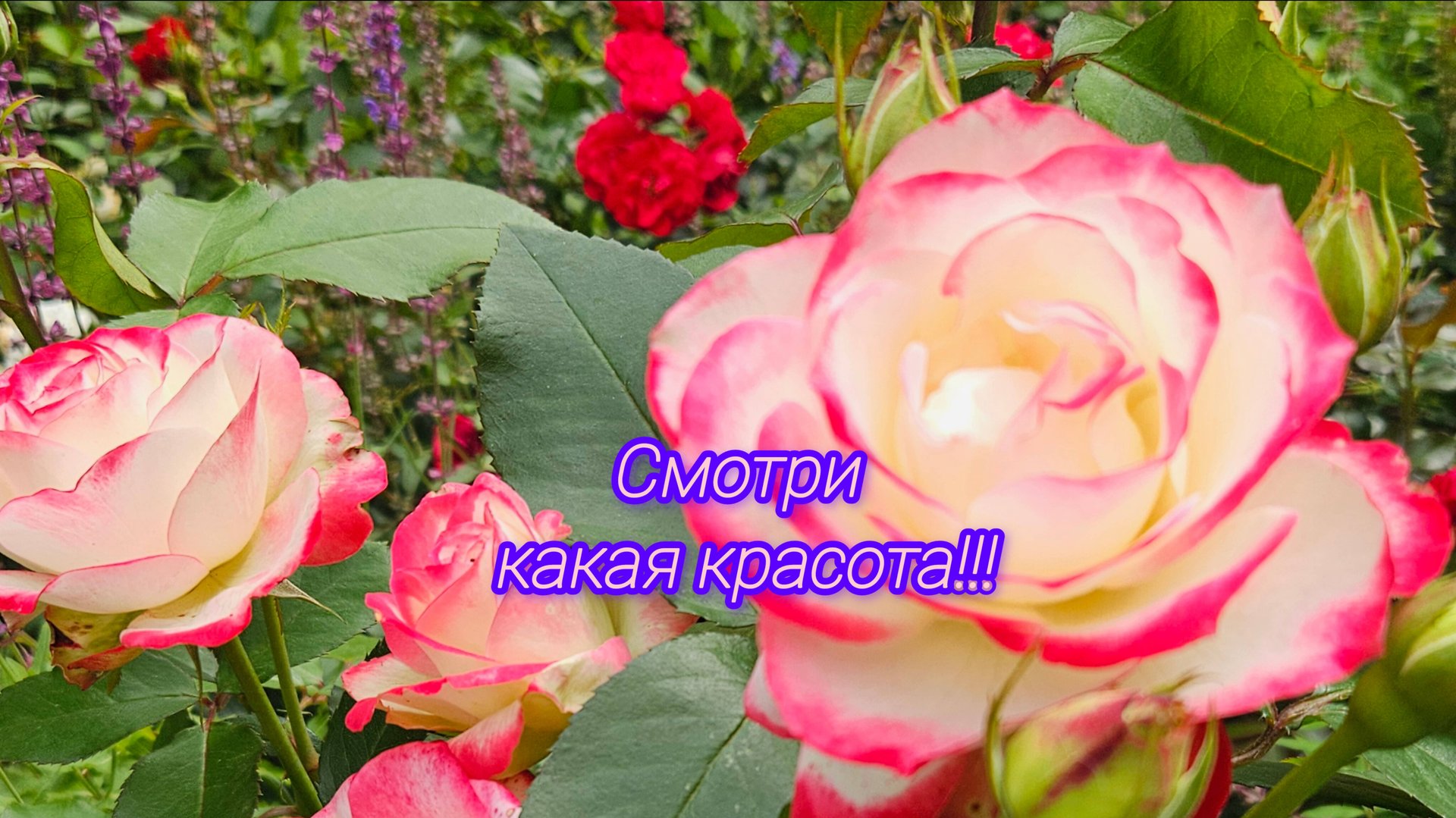 Смотри какая красота...