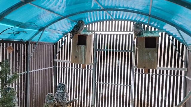 Совы ненежные, берегите затылок