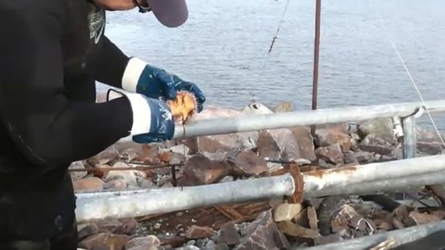 кольский   баренцево